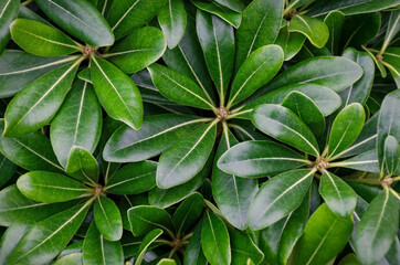 Shiny wet green leaves background