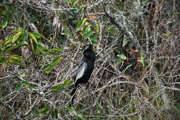 Naklejka na ściany i meble Anhinga im Everglades National Park, Floridas