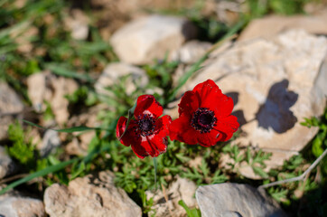 red poppy flower