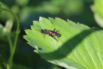 Dolerus sp. - Pflanzenwespe