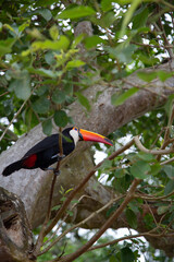 Colorful tucan