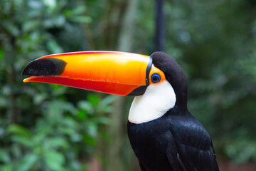 Colorful tucan