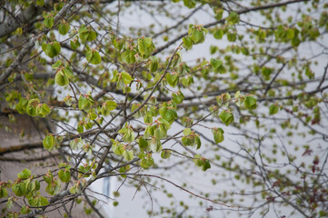 the fresh green leaves of a linden tree