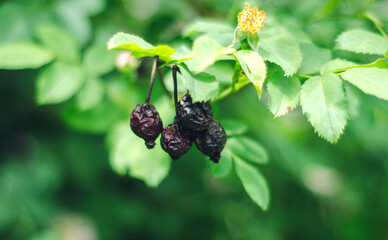 Dried rose hips on a green bush.