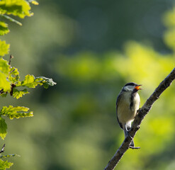 singning coal tit 