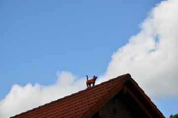 sleep walking fox on the roof