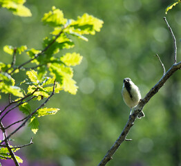 coal tit on a branch