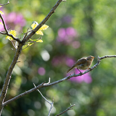 yuong perched robin