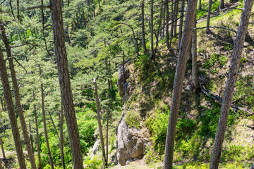 The mount Ai-Petri on a sunny day.