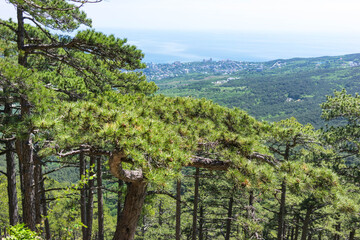 The mount Ai-Petri on a sunny day.
