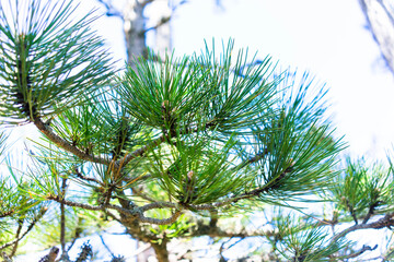 The mount Ai-Petri on a sunny day.