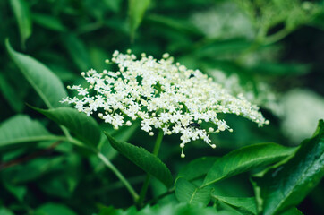 Elderberry flower on a background of green leaves.