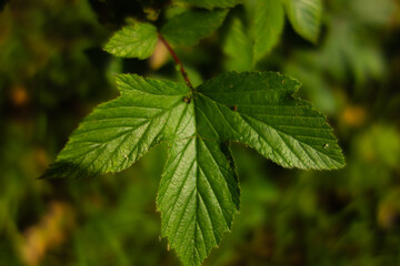 single wild flower leaf on a natural green background