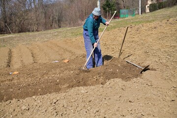 A farmer rakes the soil with a rake in the spring before planting vegetable seeds