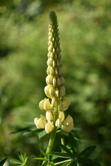 lupines bloom time