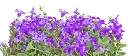 violet bellflowers lush stripe isolated on white