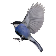 flight of isolated on white blue tit