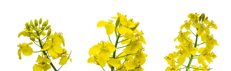 Canola flower isolated. Yellow rape flowers for healthy food oil on field. Rapeseed plant, Canola...