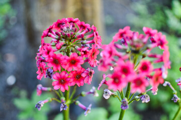 pink flowers in the garden