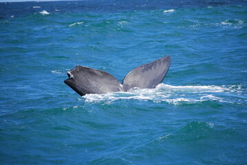 Fototapeta premium whale-1