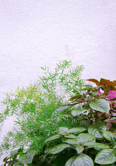 Plants in the city fashion concept. Stylish botanic wallpaper. Green aesthetics background
