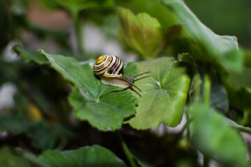 snail on a leaf