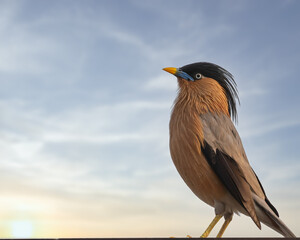 Brahminy Starling sitting on a wall