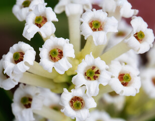 White Cestrum diurnum flower close up 