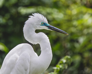 Great White Egret with blue beak