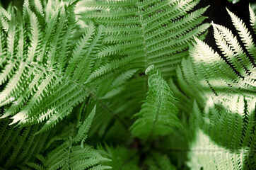 Photo with selective focus of a young fern shoot. Beautiful natural background
