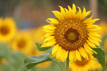 sunflower on a field
