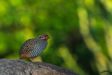 Quail from Karnataka India