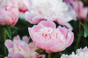 Beautiful natural background from live peonies. Spring background. A bouquet of peonies as a holiday card