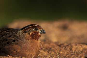 Quail from Karnataka India