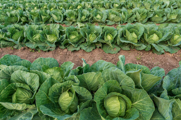 early ripening juicy cabbage planted in rows on a farm field