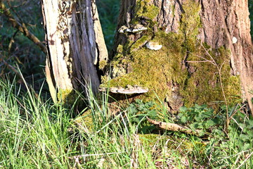 hub, a fungus that grows in an old tree