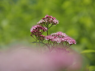 ピンクのシモツケの花