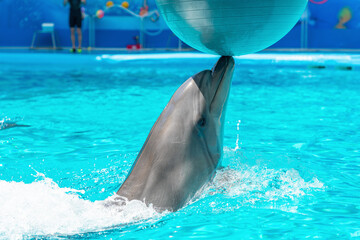 Dolphin with a ball during a performance at the dolphinarium