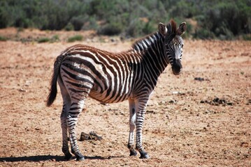 zebra-2