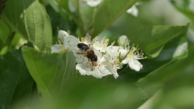 Honey bee flying insect on white sorbus aria blossom, the whitebeam deciduous tree. Close-up of a bee pollinating a flower in the summer month of June.