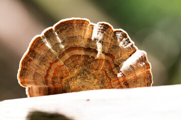 Champignon Polypore versicolore Trametes versicolor