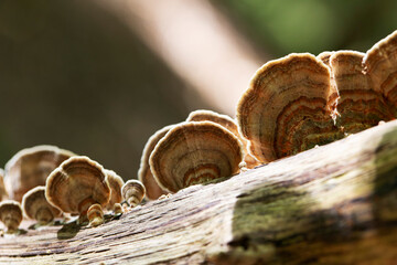 Champignon Polypore versicolore Trametes versicolor