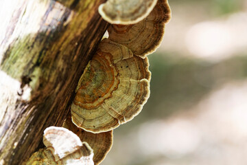 Champignon Polypore versicolore Trametes versicolor