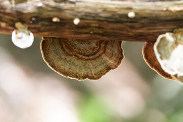 Champignon Polypore versicolore Trametes versicolor