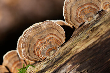 Champignon Polypore versicolore Trametes versicolor