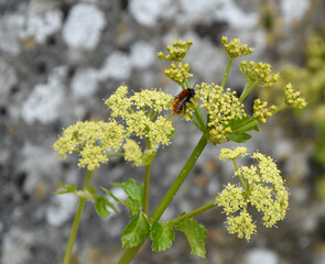 bee on a yellow flower