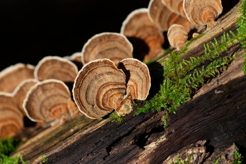 Champignon Polypore versicolore Trametes versicolor