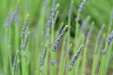 The smell of lavender has a calming effect