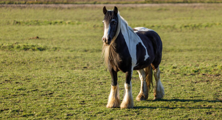 Cheval