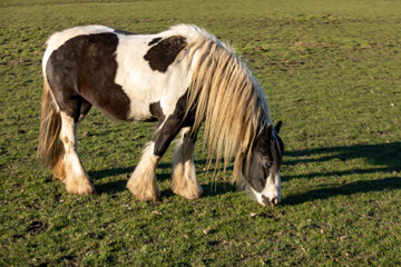 Cheval